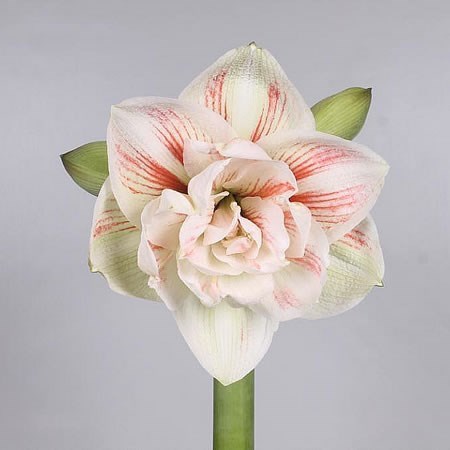 Hippeastrum Nymph