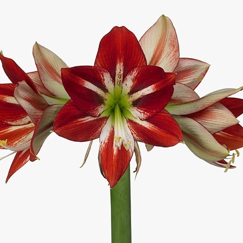 Hippeastrum Passion