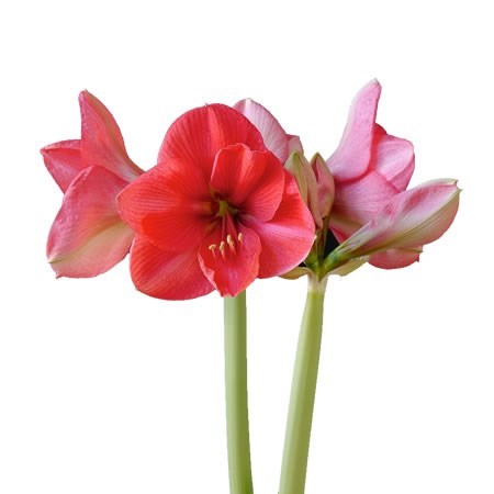 Hippeastrum Pink Rival