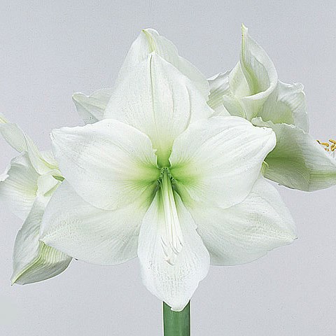 Hippeastrum Polaris