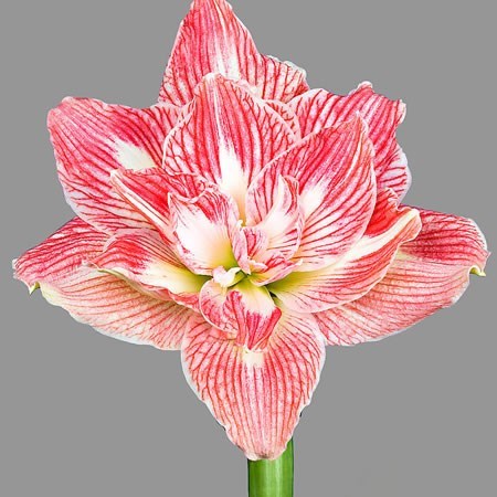 Hippeastrum Pretty Nymph