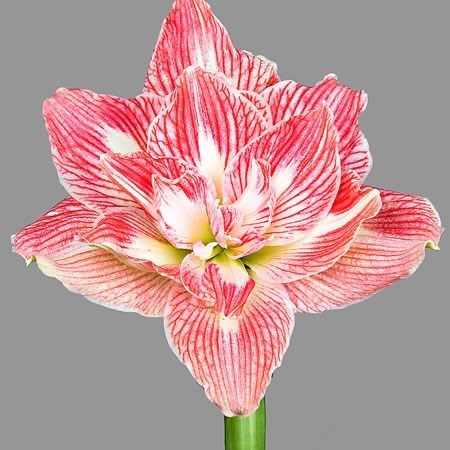 Hippeastrum Pretty Nymph