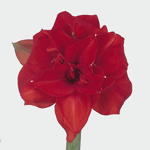 Hippeastrum Red Nymph