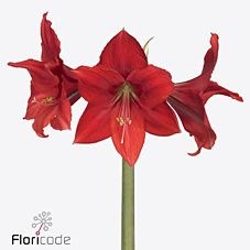 Hippeastrum Red Tiger