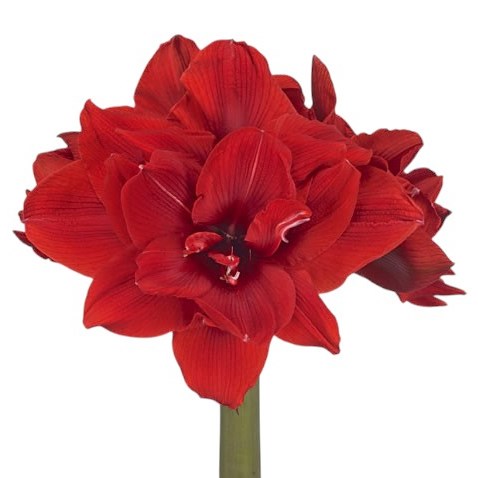 Hippeastrum Red Torro