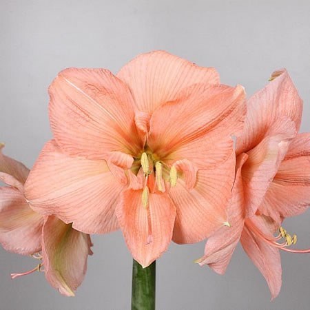 Hippeastrum Rilona