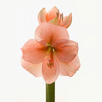 Hippeastrum Rilona