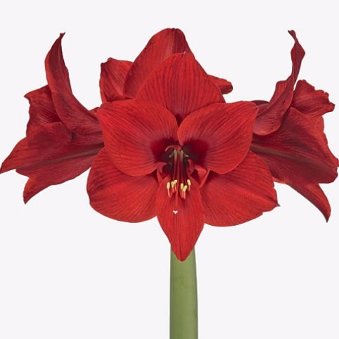 Hippeastrum Shiraz