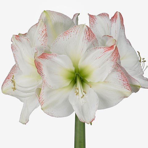 Hippeastrum Sofia