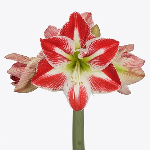 Hippeastrum Spartacus
