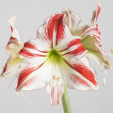 Hippeastrum Superstar