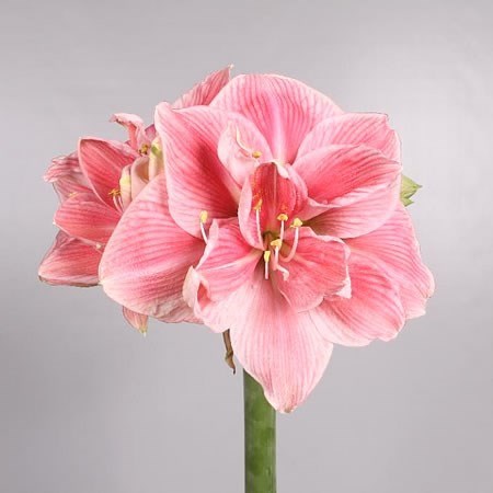 Hippeastrum Sweet Nymph