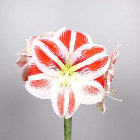 Hippeastrum Sydney