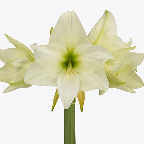 Hippeastrum White Queen