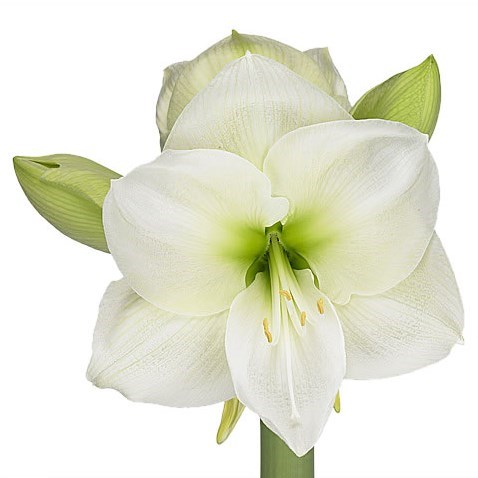 Hippeastrum White Sensation