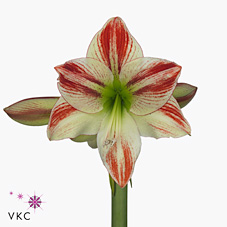 Hippeastrum Ambiance