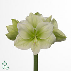 Hippeastrum Challenger