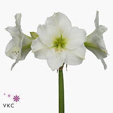 Hippeastrum Christmas Gift