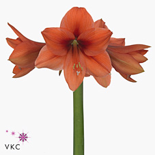 Hippeastrum Desire