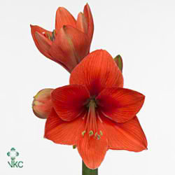 Hippeastrum Gold Medal