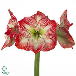 Hippeastrum Mega Star