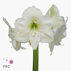 Hippeastrum Mont Blanc