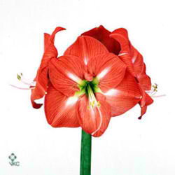Hippeastrum Nagano