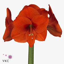 Hippeastrum Naranja