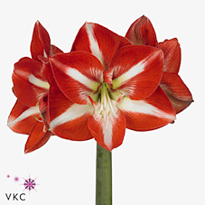 Hippeastrum Stargazer