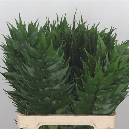 Holly Fern