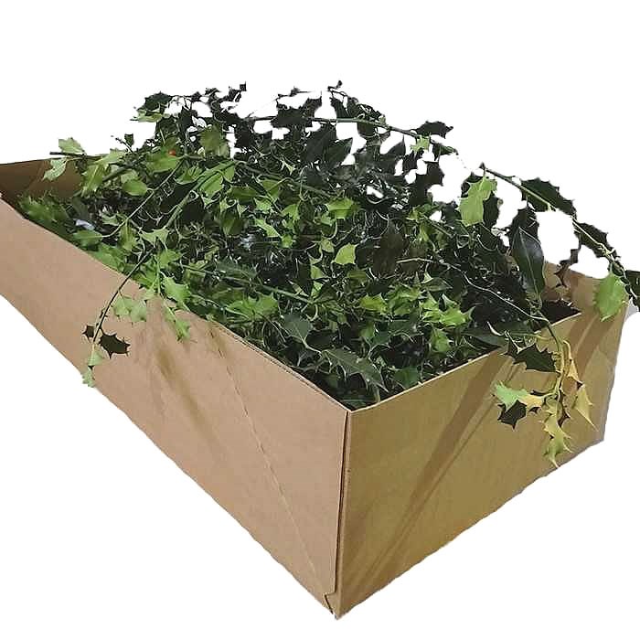 Holly Green (English) x Bulk Pack