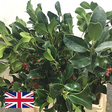 Holly - Green & Berries