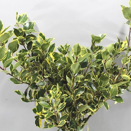 Holly Variegated 3Kg (No Berries)