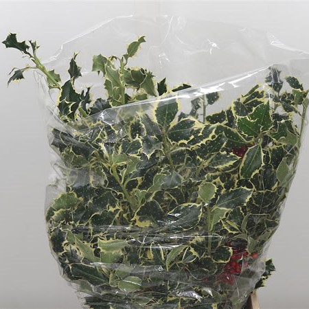 Holly Variegated