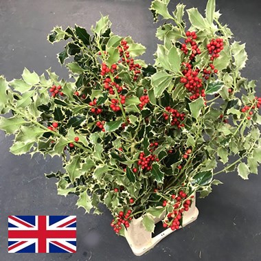 Holly - Variegated