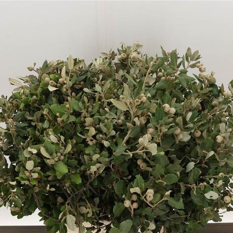 Holm Oak (Steeneik)