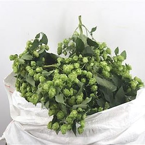 Hop Vine (1m)