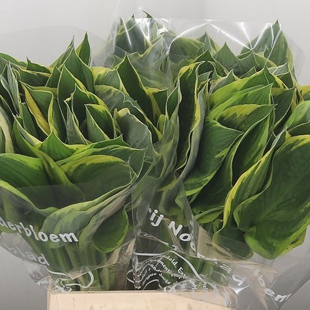 Hosta Albomarginata