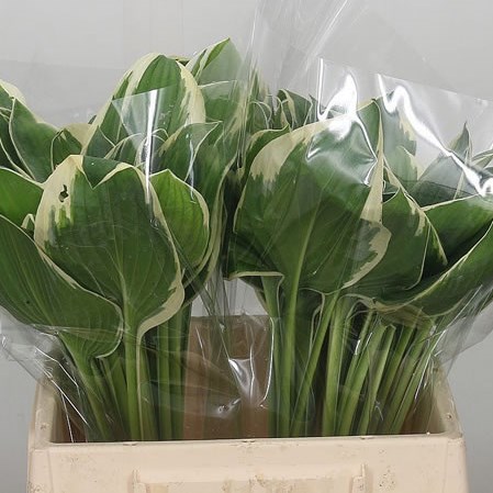 Hosta Francee
