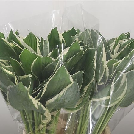 Hosta Leaves Francee