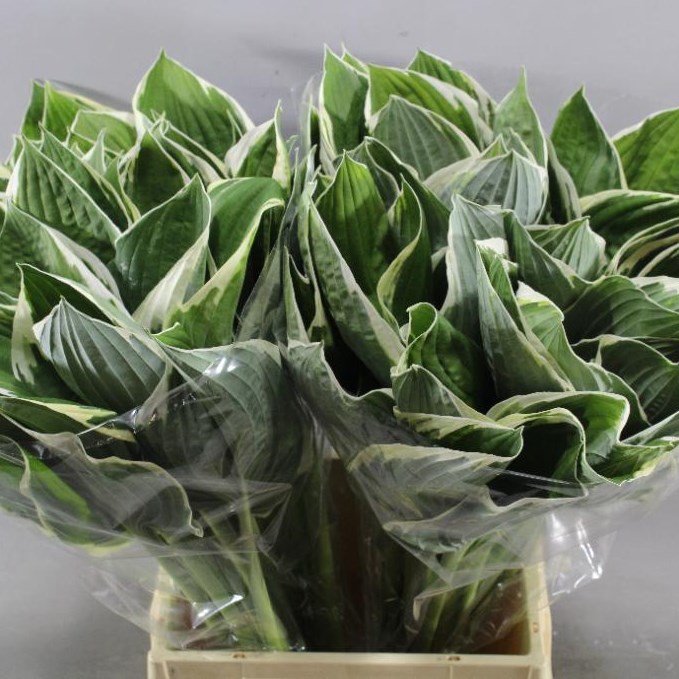 Hosta Leaves Francee