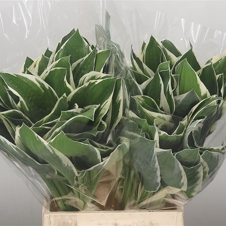 Hosta Leaves Francee