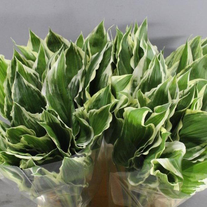 Hosta Undulata Albomanginata