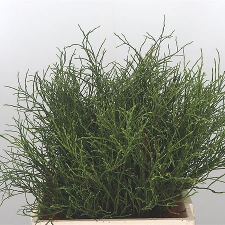 Vaccinium Huckleberry