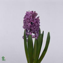 Hyacinths Anna Liza