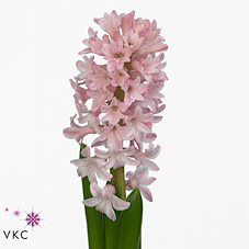 Hyacinths Fondant