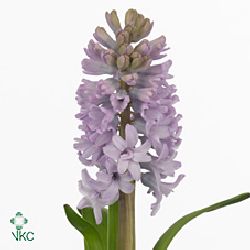 Hyacinths Top Hit