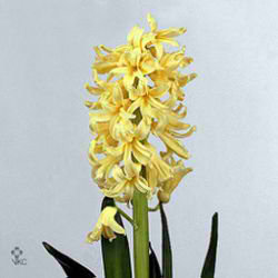 Hyacinths Yellow Queen