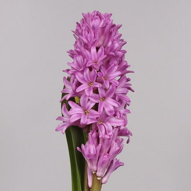 Hyacinths Anna Lisa