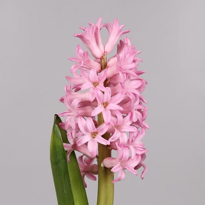 Hyacinths Anna Marie